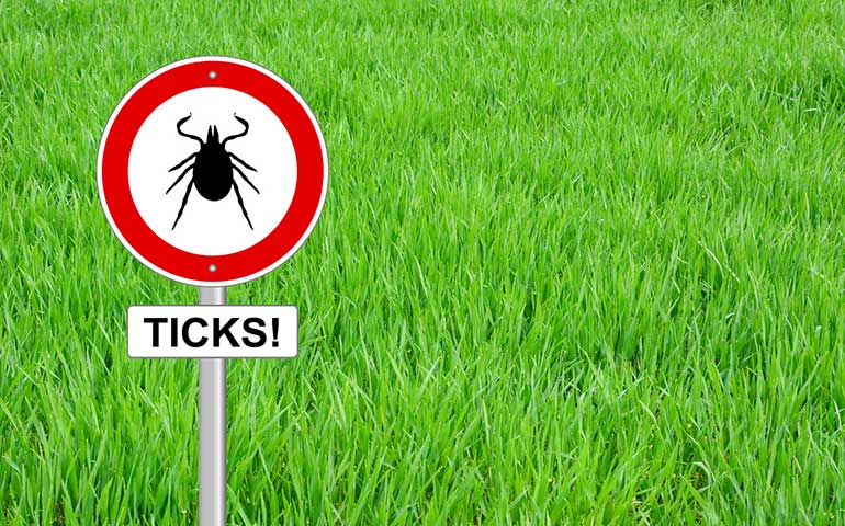 Pest Control Services