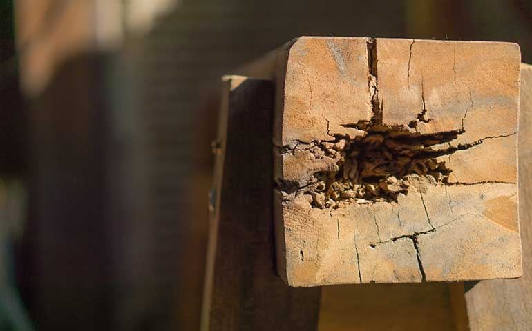 Termite Control Services