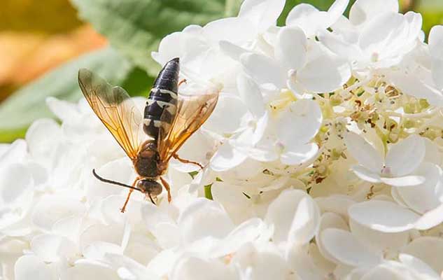 are cicadas in new braunfels driving you nuts