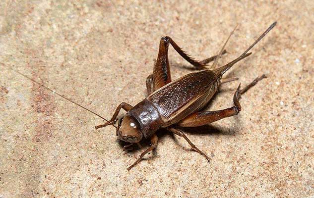 are crickets in new braunfels tx dangerous