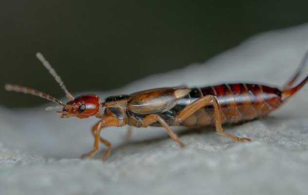 are earwigs in new braunfels tx dangerous