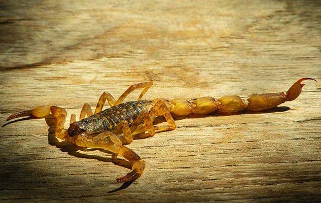 easy yet effective scorpion control tips for new braunfels property owners