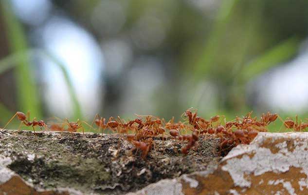 fire ants in new braunfels can be hard to deal with