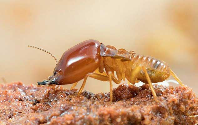four signs your new braunfels property has a termite problem
