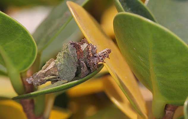 how bad is it to have bagworms on my new braunfels property