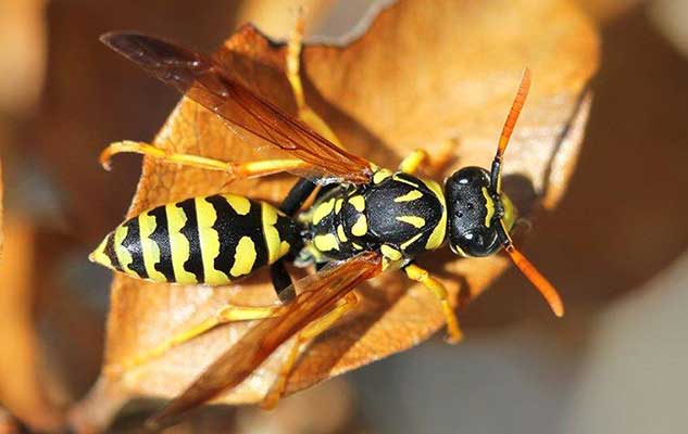 how dangerous are the wasps in new braunfels