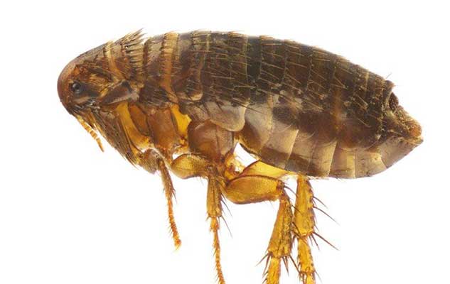 how flea infestations start in new braunfels homes