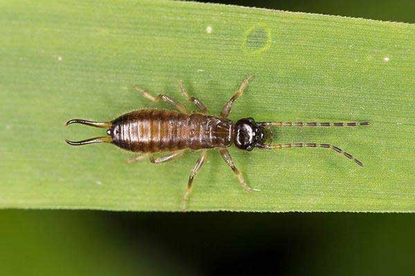 how to get rid of earwigs in your new braunfels home