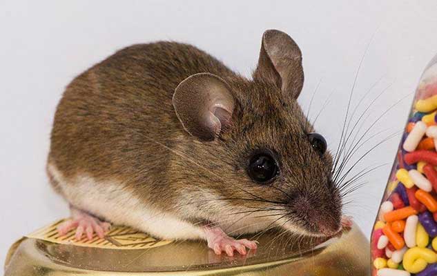 how to get rid of mice in your new braunfels home