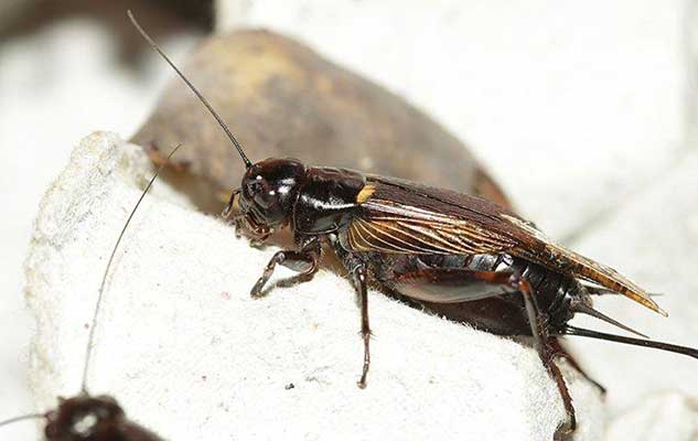 how to keep house crickets out of your new braunfels home