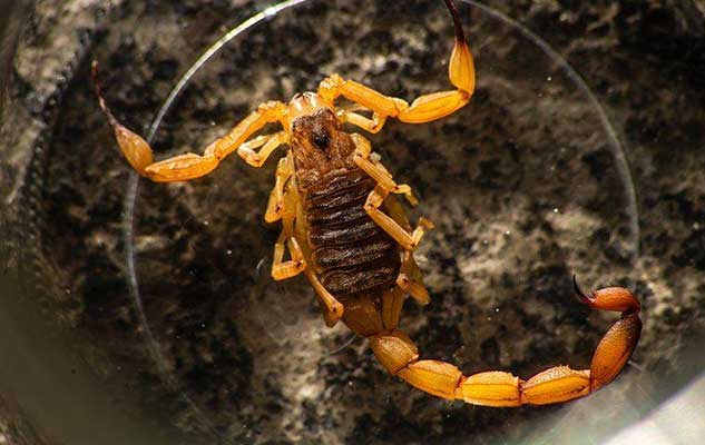 how to keep scorpions away from your new braunfels property