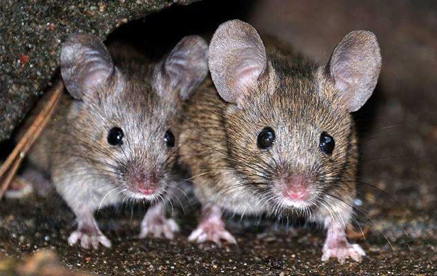 new braunfels total rodent prevention guide