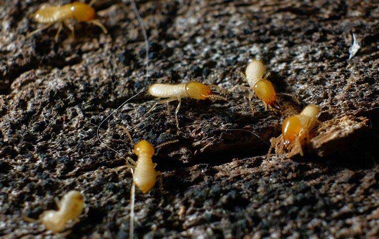 pest library termites