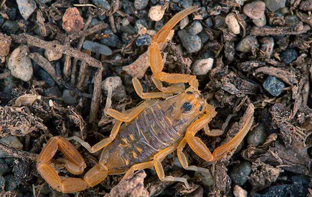 scorpions in new braunfels a comprehensive identification and control guide
