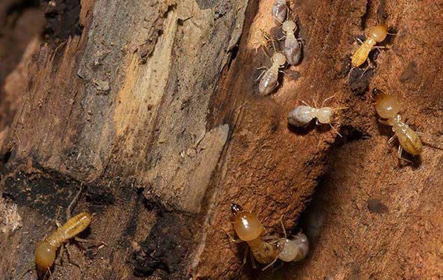 seven easy ways to protect your new braunfels tx property from termites
