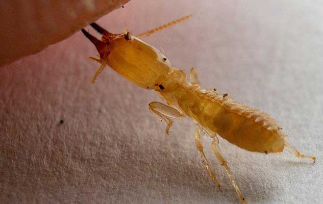 the importance of quality termite control for your new braunfels home