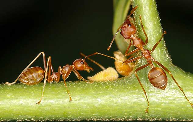 the key to getting rid of fire ants on your new braunfels property