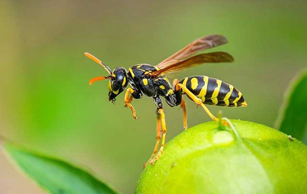 the most effective way to get rid of wasps in new braunfels