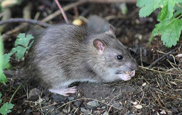 the safe and effective way to get rid of rats in your new braunfels home