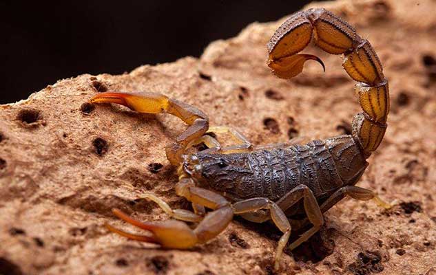 the secret to dealing with stinging scorpions in new braunfels