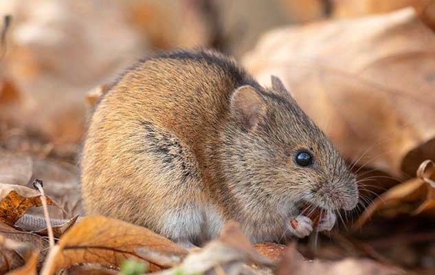 the trick to getting rid of mice in your new braunfels home