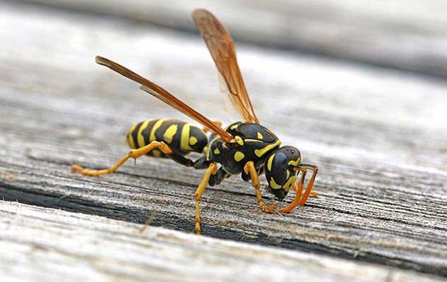 the trick to keeping wasps away from your new braunfels yard