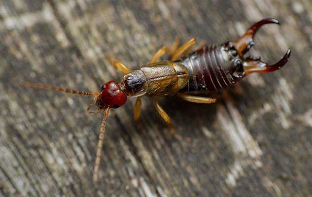 three things everyone in new braunfels tx ought to know about earwigs