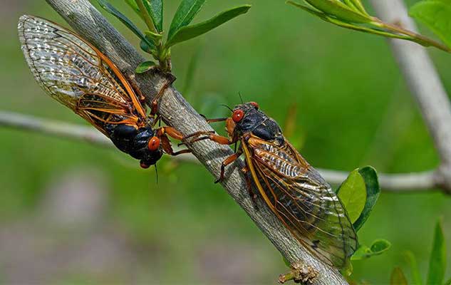 what are cicadas and how do i keep them away from my new braunfels home