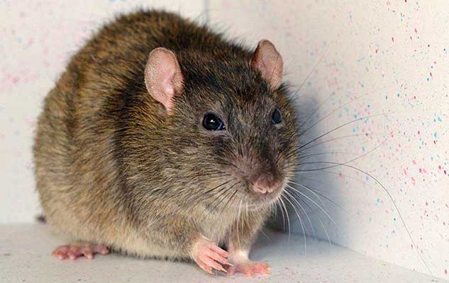 what it takes to get rid of rats on your new braunfels property