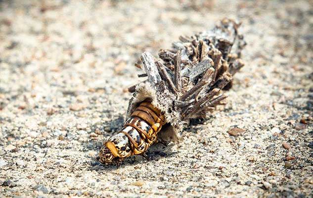 what new braunfels property owners need to know about bagworm control