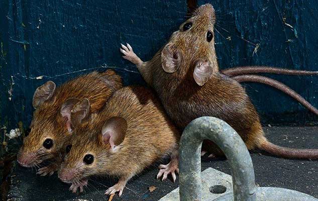 what new braunfels property owners need to know about effective mouse control
