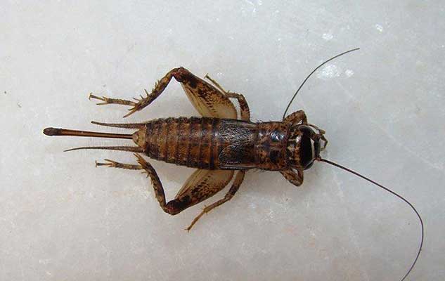 what new braunfels property owners ought to know about crickets