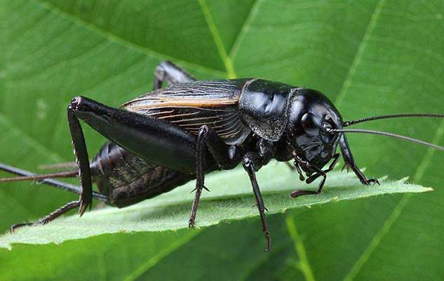 what s the best way to get rid of crickets in my new braunfels home