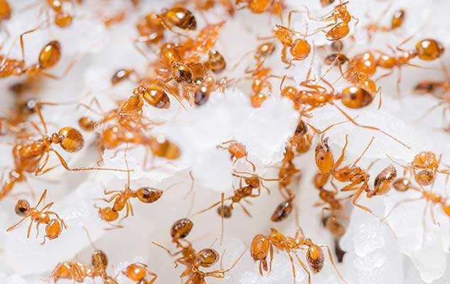 what to do about fire ants on your new braunfels property