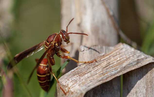 what you should know about wasp control in new braunfels